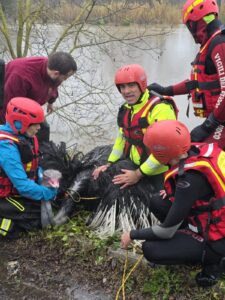 Maltempo sul Lazio: recuperato uno struzzo nell'Aniene (VIDEO) 1