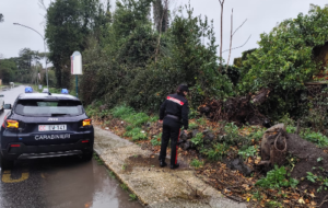 Panico dal Nomentano al quartiere Appio: alberi ad alto fusto si schiantano sulle case 1