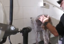 Toelettatori contro l’improvvisazione: “Rischi per animali e clienti per mancata regolamentazione” (VIDEO)