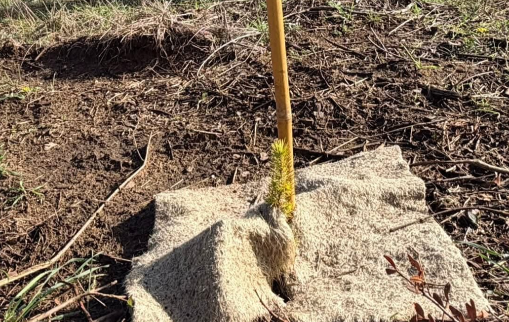 Polemiche sulla riforestazione della pineta di Castelfusano: "Interventi inefficaci e dannosi per la natura" (VIDEO) 1 Polemiche sulla riforestazione della pineta di Castelfusano: "Interventi inefficaci e dannosi per la natura" (VIDEO) 1