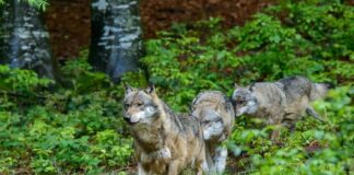 Branco di lupi in pineta a Fregene: Comune chiude l'area