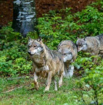 Branco di lupi in pineta a Fregene: Comune chiude l'area