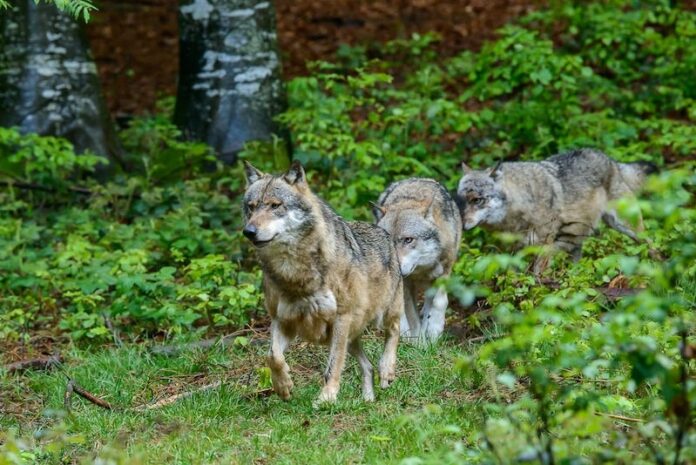 Branco di lupi in pineta a Fregene: Comune chiude l'area