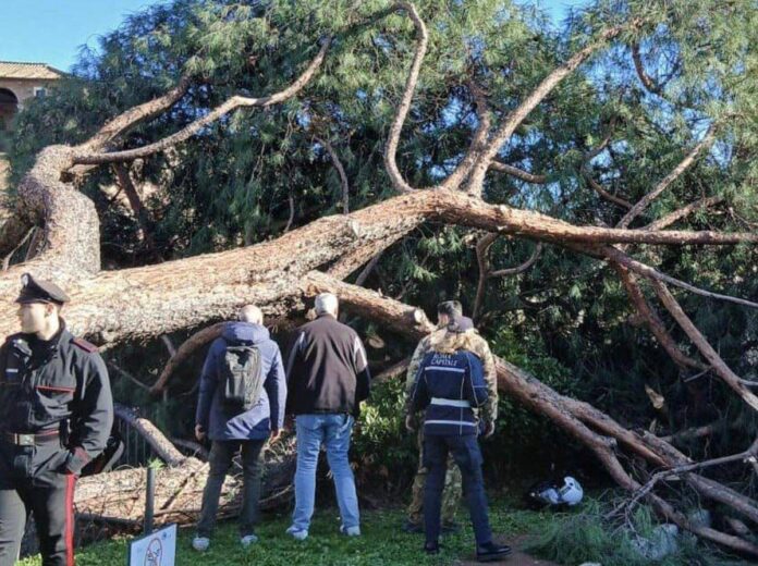 Roma, l’agronomo: “Pini dei Fori Imperiali crollati per anzianità, piogge e danni a radici”