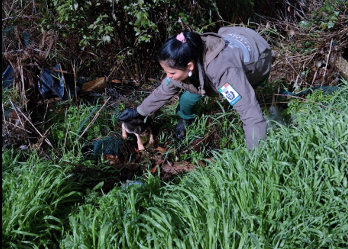 Cani abbandonati e minacce nell'insediamento abusivo: madre e cuccioli salvati in una fossa piena di fango (FOTO) 1 Cani abbandonati e minacce nell'insediamento abusivo: madre e cuccioli salvati in una fossa piena di fango (FOTO) 1