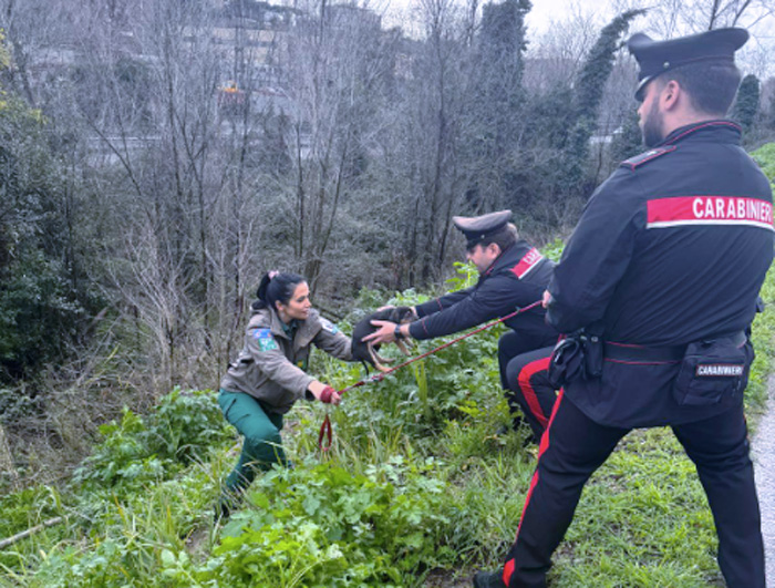 Cani abbandonati e minacce nell'insediamento abusivo: madre e cuccioli salvati in una fossa piena di fango (FOTO) 2 Cani abbandonati e minacce nell'insediamento abusivo: madre e cuccioli salvati in una fossa piena di fango (FOTO) 2