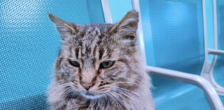 Morte gatto Cesare, mascotte dei pendolari di Colleferro: denunciato un operaio