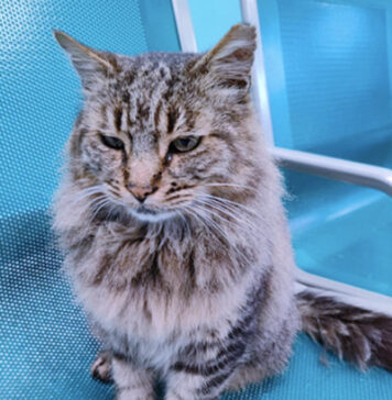 Morte gatto Cesare, mascotte dei pendolari di Colleferro: denunciato un operaio