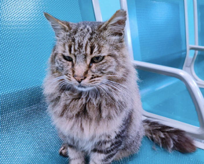 Morte gatto Cesare, mascotte dei pendolari di Colleferro: denunciato un operaio