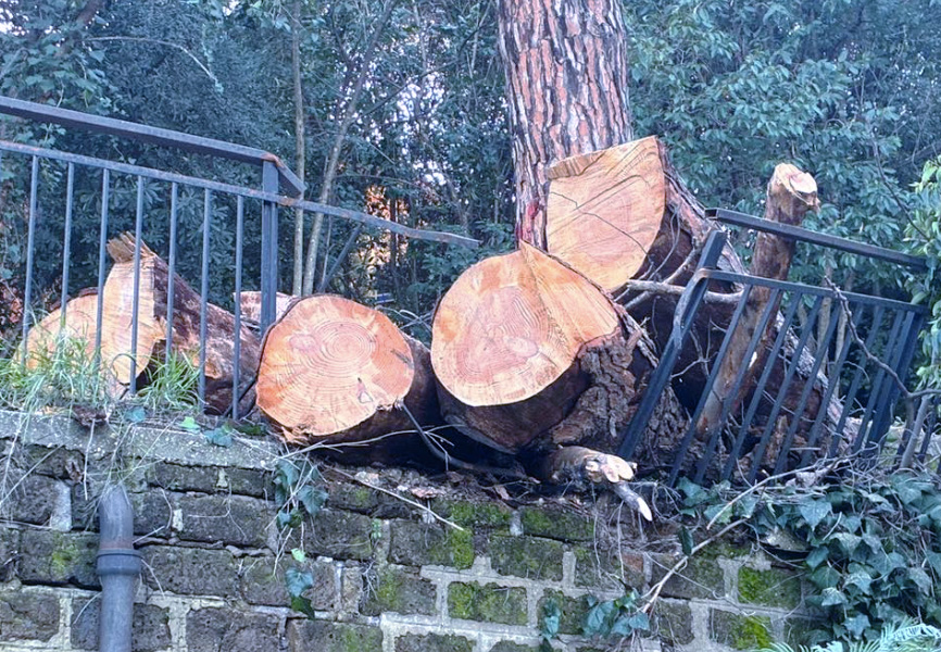 Abbattimenti selvaggi a Roma sud: il taglio dei pini sfonda la ringhiera su uno strapiombo (FOTO) 1 Abbattimenti selvaggi a Roma sud: il taglio dei pini sfonda la ringhiera su uno strapiombo (FOTO) 1