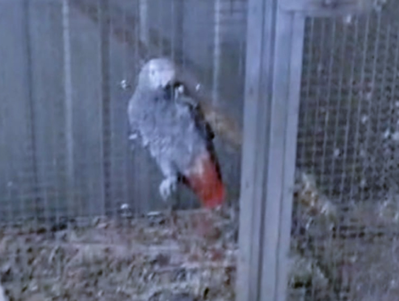 Orrore in un negozio di Monteverde: pappagalli trovati in condizioni di prigionia senza cibo e acqua 1 Orrore in un negozio di Monteverde: pappagalli trovati in condizioni di prigionia senza cibo e acqua 1