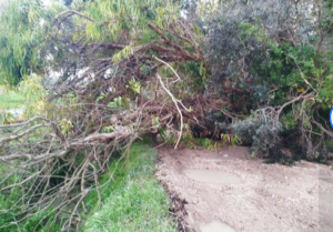 A Ostia Antica isolati sulle strade poderali 'piste da motocross'. Residenti infuriati: “Neanche ai cavalli” 2 A Ostia Antica isolati sulle strade poderali 'piste da motocross'. Residenti infuriati: “Neanche ai cavalli” 2