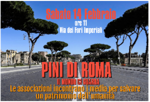 Su via dei Fori Imperiali un pino su tre verrà abbattuto: scatta il protocollo di reimpianto 1