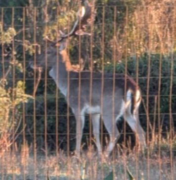 Daini, corsa spettacolare vicino al lungomare di Fregene (VIDEO)