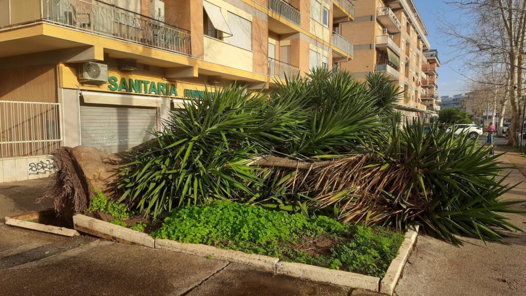 Vento e pioggia abbattono alberi: strade chiuse in più zone di Roma e palazzine scoperchiate in provincia 1