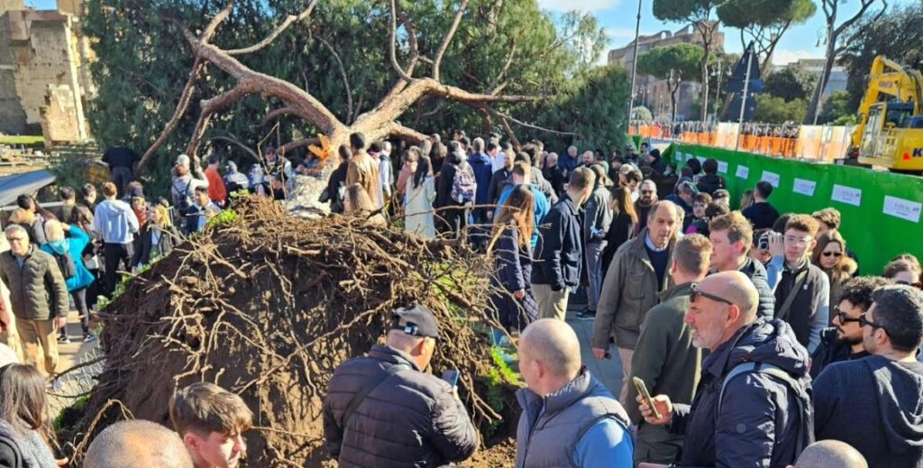 Pini a rischio caduta a Roma: il Campidoglio punta su alberi di Giuda e tre super esperti 1