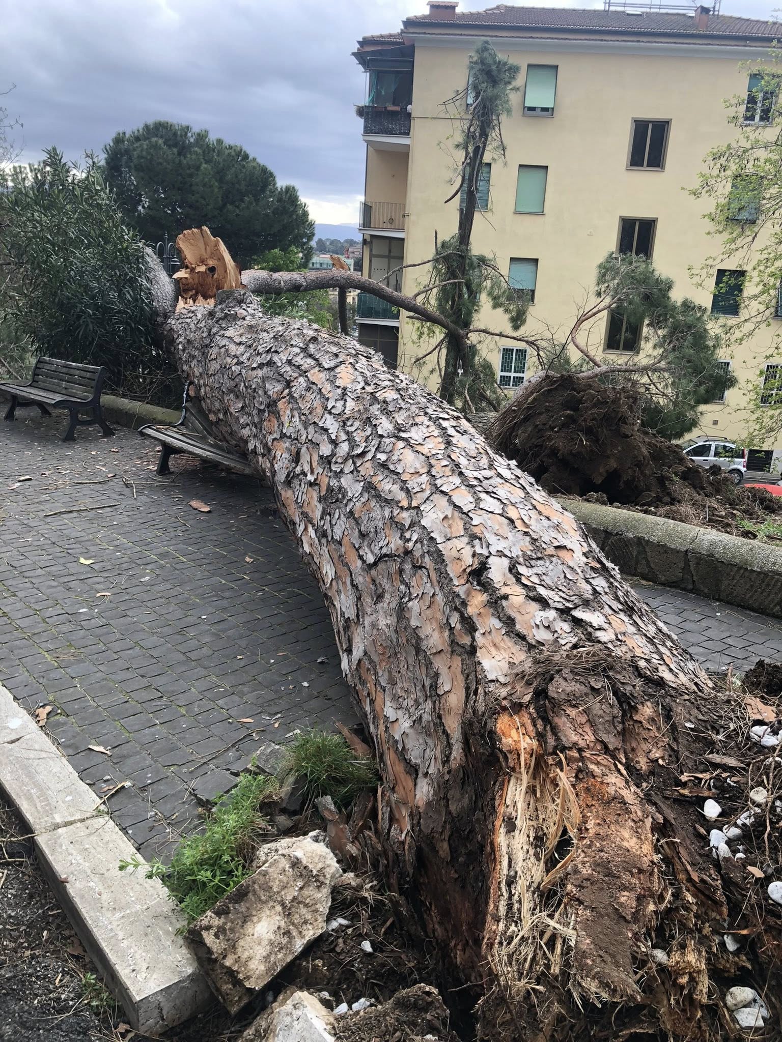 Pino cade su una panchina a Monterorondo: sfiorata la tragedia 2 Pino cade su una panchina a Monterorondo: sfiorata la tragedia 2