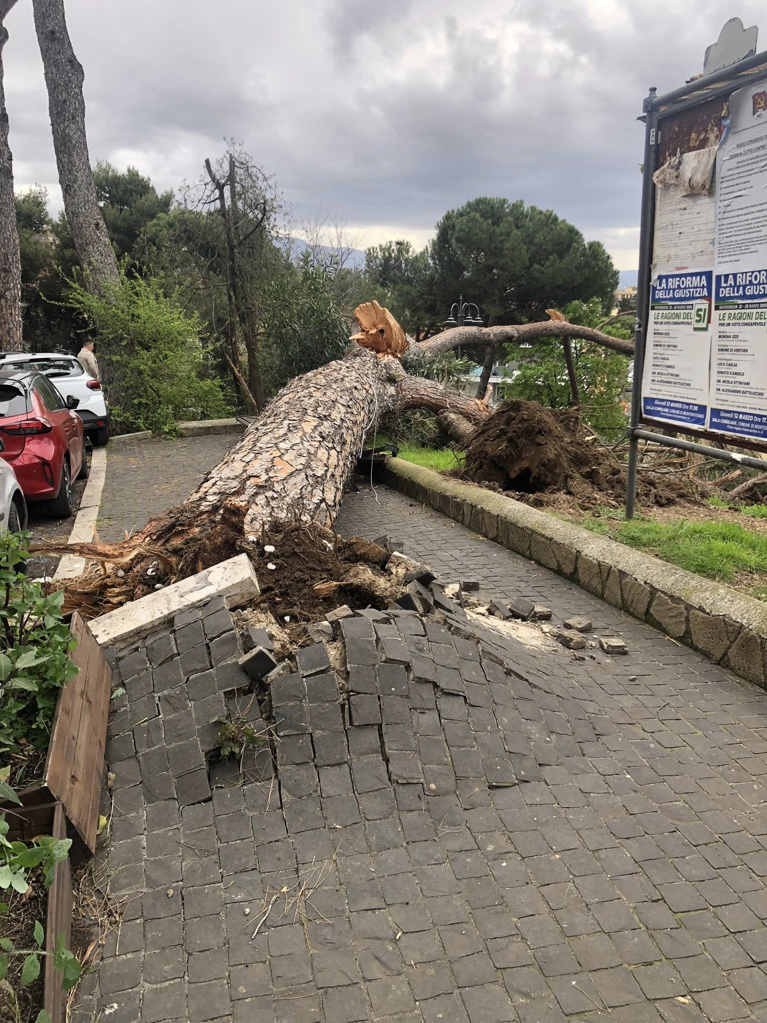 Pino cade su una panchina a Monterorondo: sfiorata la tragedia 1 Pino cade su una panchina a Monterorondo: sfiorata la tragedia 1