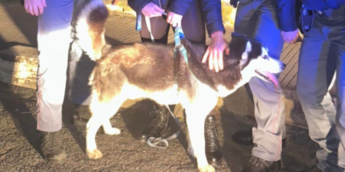COPERTINA CANE ACILIA GC RITROVATO SU VIA OSTIENSE DA POLIZIA 25 MARZO 2026