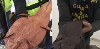 Calzature in pelle di rettili protetti, traffico illegale scoperto all'aeroporto di Fiumicino: destinate a brand di alta moda