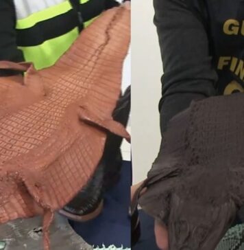 Calzature in pelle di rettili protetti, traffico illegale scoperto all'aeroporto di Fiumicino: destinate a brand di alta moda