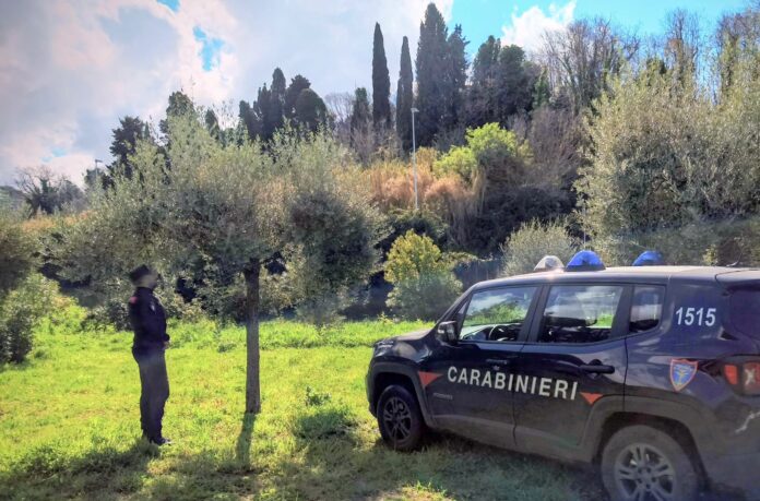 FORESTALE - Sanzionato per espianto abusivo di 80 ulivi (1) 2