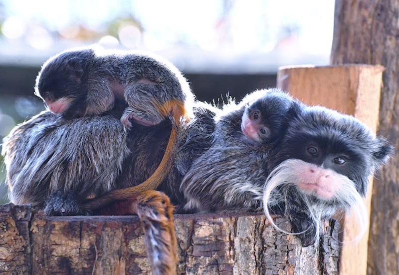 Fiocco doppio tra gli alberi del Bioparco di Roma: sono nati due cuccioli di Tamarino Imperatore (FOTO e VIDEO) 1 Fiocco doppio tra gli alberi del Bioparco di Roma: sono nati due cuccioli di Tamarino Imperatore (FOTO e VIDEO) 1