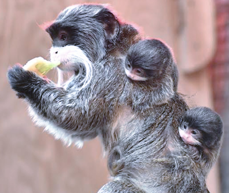 Fiocco doppio tra gli alberi del Bioparco di Roma: sono nati due cuccioli di Tamarino Imperatore (FOTO e VIDEO) 2 Fiocco doppio tra gli alberi del Bioparco di Roma: sono nati due cuccioli di Tamarino Imperatore (FOTO e VIDEO) 2