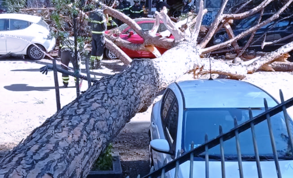 Tragedia sfiorata a San Lorenzo per il crollo di un enorme albero: due pedoni feriti e danni a 5 auto (FOTO) 1 Tragedia sfiorata a San Lorenzo per il crollo di un enorme albero: due pedoni feriti e danni a 5 auto (FOTO) 1