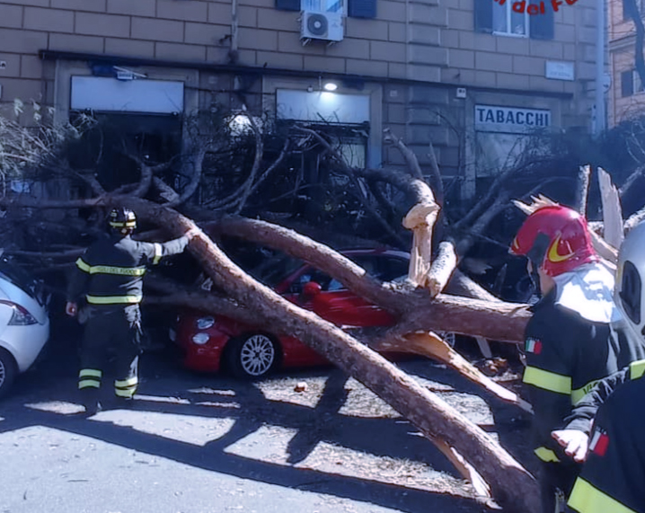 Tragedia sfiorata a San Lorenzo per il crollo di un enorme albero: due pedoni feriti e danni a 5 auto (FOTO) 2 Tragedia sfiorata a San Lorenzo per il crollo di un enorme albero: due pedoni feriti e danni a 5 auto (FOTO) 2