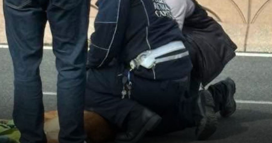 a colombo cane ferito