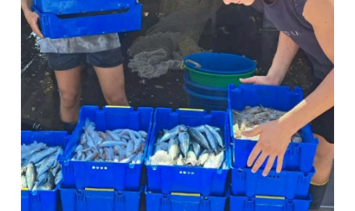 anzio cassette pesce