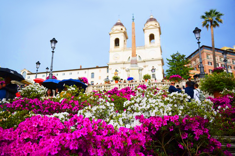 Trinità dei Monti si tinge di rosa e bianco: torna la storica esposizione di azalee a Piazza di Spagna (FOTO) 1 Trinità dei Monti si tinge di rosa e bianco: torna la storica esposizione di azalee a Piazza di Spagna (FOTO) 1