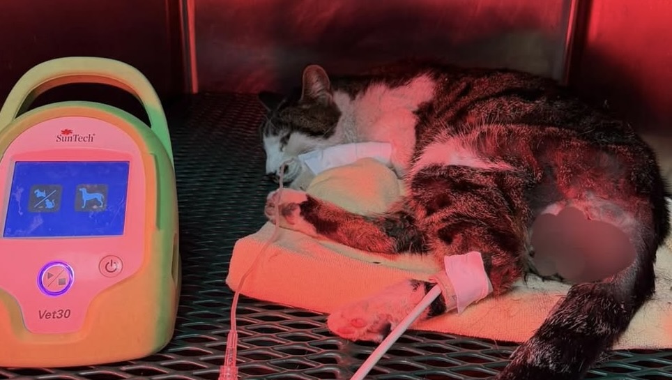 Rosi, la gattina abusata a Tor Tre Teste: Roma tifa per lei, cresce la speranza (VIDEO) 1