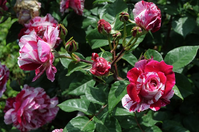 rose
