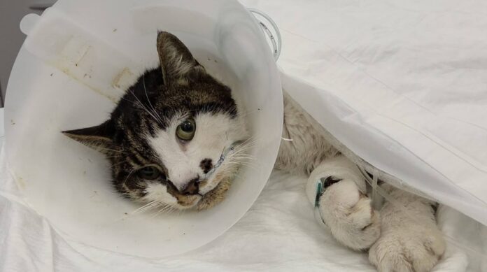 rosi