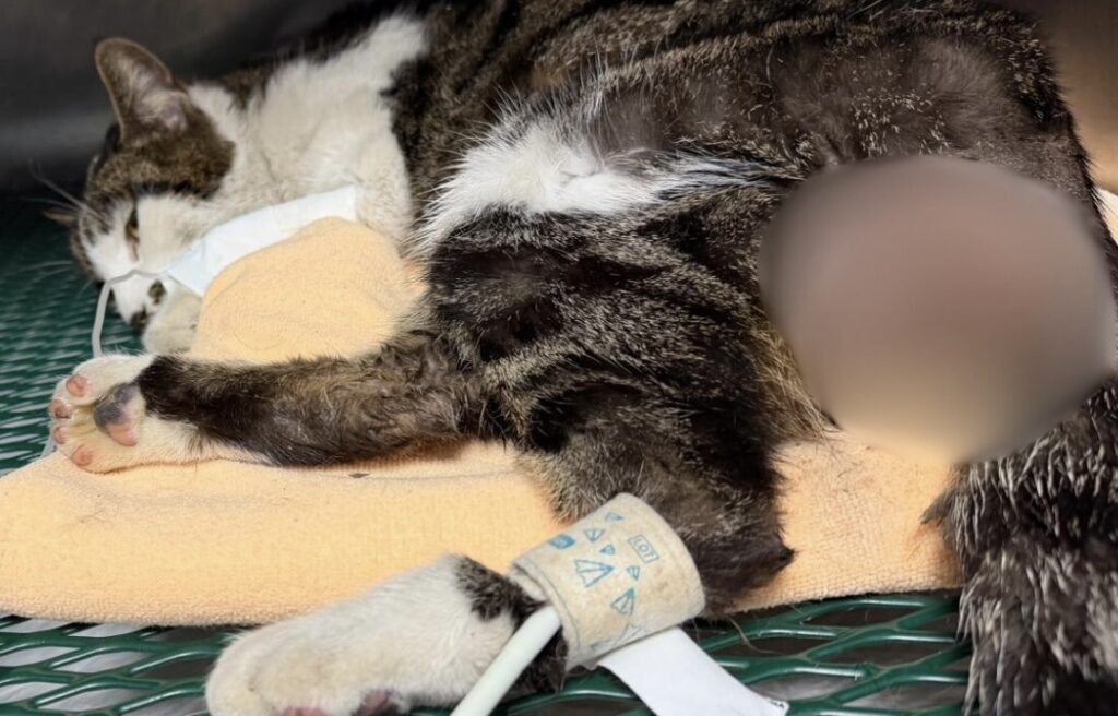 Gattina uccisa a calci vicino Roma, crudeltà per gioco 1