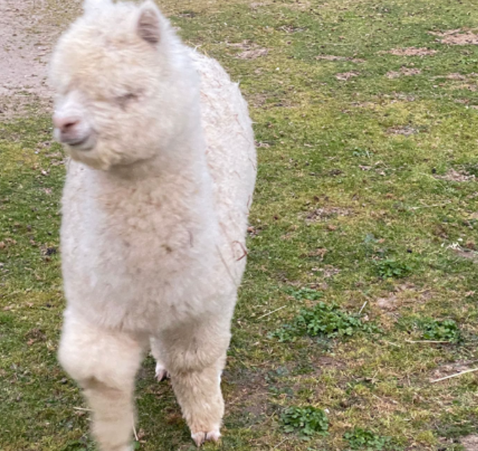 Alla Fattoria degli Animali di Castel Fusano arriva Fiocco di Neve: emozione per la nascita del cucciolo (FOTO) 2