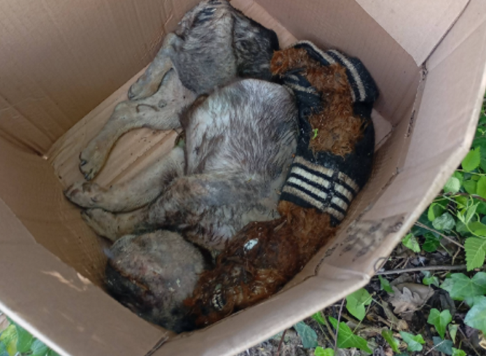 CANI MORTI ANZIO