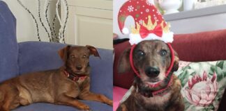Orrore a Focene, due pitbull uccidono un cagnolino: Dodo ha lottato ma non ce l'ha fatta
