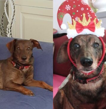 Orrore a Focene, due pitbull uccidono un cagnolino: Dodo ha lottato ma non ce l'ha fatta