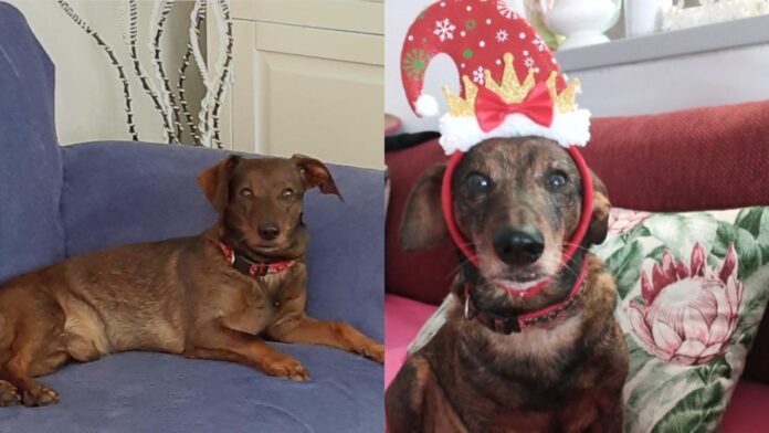 Orrore a Focene, due pitbull uccidono un cagnolino: Dodo ha lottato ma non ce l'ha fatta