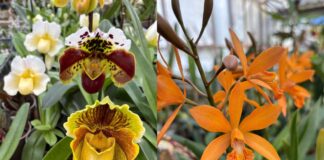 Orchidee dal Mondo 2026 a Monte Porzio Catone dal 10 al 12 aprile: programma e come arrivare