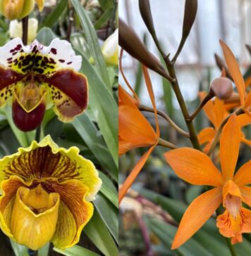 Orchidee dal Mondo 2026 a Monte Porzio Catone dal 10 al 12 aprile: programma e come arrivare