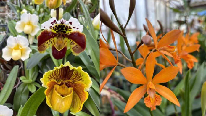 Orchidee dal Mondo 2026 a Monte Porzio Catone dal 10 al 12 aprile: programma e come arrivare
