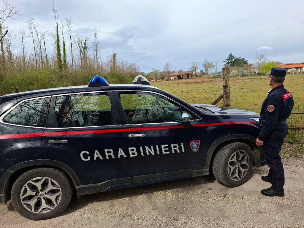 Mattanza di castagni a Manziana, intervengono i carabinieri forestali 1