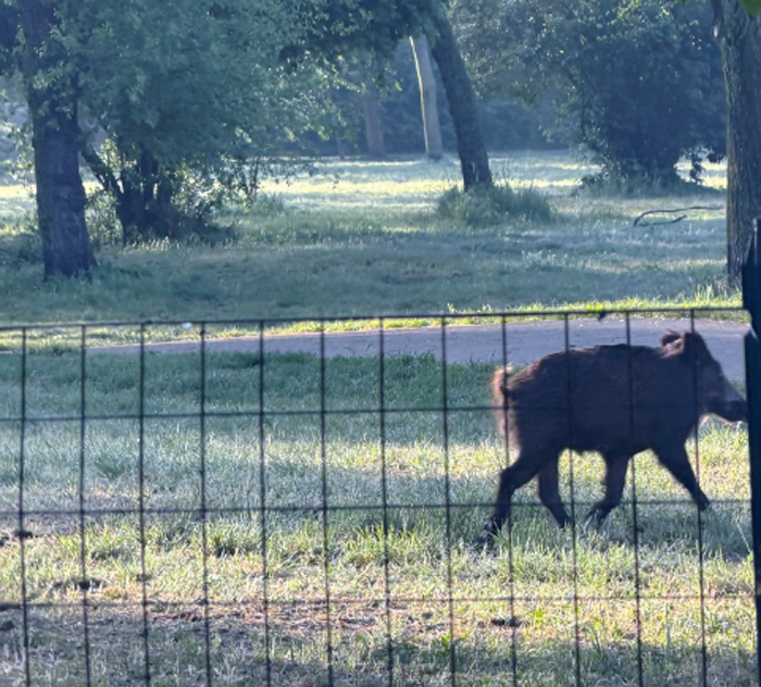 Nuovo avvistamento di "Tommy": il cinghiale a spasso per Roma nord divide i residenti, tra affetto e paura (FOTO) 1