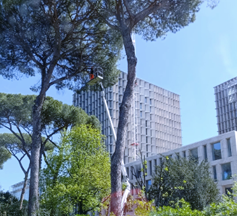 Guerra del verde a Roma: parte l'esposto su potature drastiche e abbattimenti in piena nidificazione (FOTO) 1 Guerra del verde a Roma: parte l'esposto su potature drastiche e abbattimenti in piena nidificazione (FOTO) 1