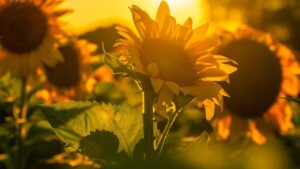 Sutri in fiore 2026: cosa vedere nel borgo tra installazioni floreali e tesori della Tuscia 1