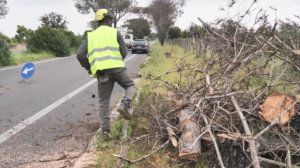 Tronco di pino si schianta su un’auto in via Cristoforo Colombo: a un passo dalla tragedia 1 Tronco di pino si schianta su un’auto in via Cristoforo Colombo: a un passo dalla tragedia 1